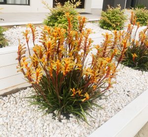 anigozanthos flavidus kangaroo paw frosty yellow