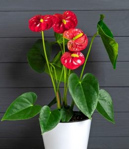 A potted Anthurium 'Red Winner' 8" Pot with vibrant red, heart-shaped flowers and large green leaves against a dark gray background.
