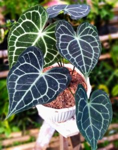 Anthurium clarinervium 8" Pot with several large dark green, heart-shaped leaves featuring prominent white veins. The Anthurium clarinervium is placed on a wooden surface with a blurred background, creating a serene and elegant setting.