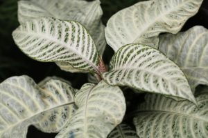 pretty indoor plant aphelandra zebra plant snow white with white and green leaves tropical
