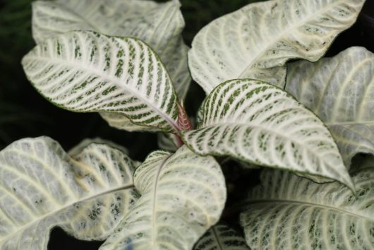 pretty indoor plant aphelandra zebra plant snow white with white and green leaves tropical