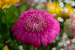 Close-up of a vibrant pink gerbera daisy flower surrounded by small white Argyranthemum 'Pom Pom' Federation Fancy 6" Pot blossoms and green leaves.