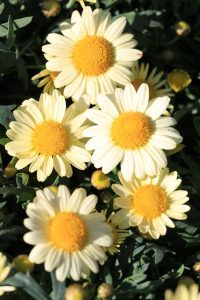 Close-up view of five yellow and white Argyranthemum 'Pom Pom' Federation Fancy 6" Pot (Copy) daisies in bloom amidst green foliage.