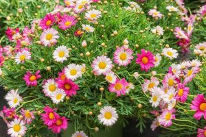 A lush cluster of pink, white, and yellow Argyranthemum 'Sunny Days' Federation Fancy 6" Pot (Copy) with green foliage, displaying numerous vibrant blossoms and a few unopened buds.