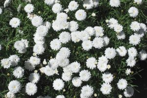 A cluster of white pompon dahlias in bloom with green foliage in the background, resembling a subtle touch of Argyranthemum 'Super Chameleon' Federation Fancy 6" Pot (Copy).