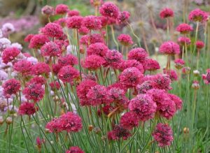 Clusters of vibrant pink Armeria Dreameria sea thrift flowers bloom on tall, slender stalks in an Armeria Dreameria® 'Day Dream' 6" Pot (Copy), creating a Day Dream garden setting.