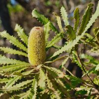 Close-up of a green banksia flower surrounded by jagged-edge leaves on a sunny day. Trees and foliage are visible in the blurred background.