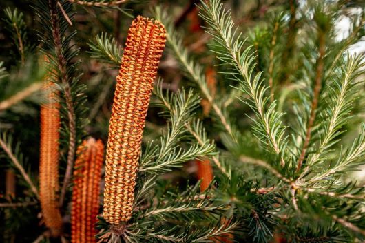 Close-up of a banksia plant showing elongated, cylindrical, orange inflorescences surrounded by green, needle-like leaves.
