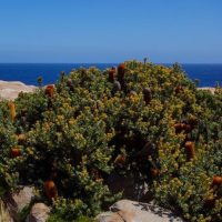 A dense, flowering shrub with yellow blooms and brown seed pods grows among rocks near a coastline under a clear blue sky.