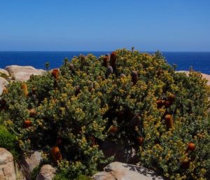 A dense, flowering shrub with yellow blooms and brown seed pods grows among rocks near a coastline under a clear blue sky.