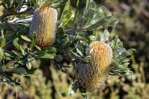 Two large, cylindrical, yellow and white Banksia flowers are surrounded by glossy green leaves in a native bushland setting.