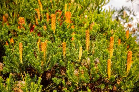 A dense cluster of fir trees featuring numerous cylindrical, orange-yellow flowers extending vertically from their green foliage.