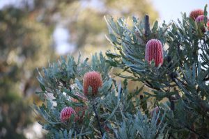 Close-up of a banksia plant with red-pink flowers and serrated leaves. The background features out-of-focus greenery and a clear sky.