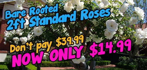 Sign advertising bare-rooted 2ft standard roses on sale, originally $39.99, now only $14.99.