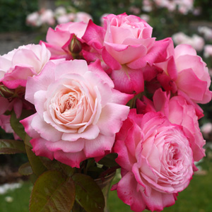 Close-up of a cluster of blooming pink Rose 'Princess Alexandra of Kent' Bush Form (Copy) with green leaves in the background.