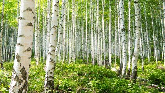 A dense forest of tall, slender birch trees with white bark and green leaves under bright daylight, with lush green undergrowth covering the forest floor.