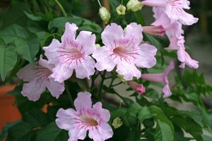Pink trumpet-shaped flowers with light pink petals and darker pink veins, surrounded by green foliage, bloom vibrantly in a Bignonia 'Pink Tecoma' 6" Pot. Some Pink Tecoma flowers are open, showcasing their beauty, while others remain in bud form.