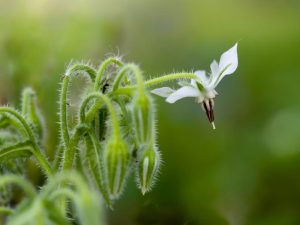 Close-up of a delicate white Borage Herb (Copy) flower with a hairy stem and leaves, set against a blurred green background.
