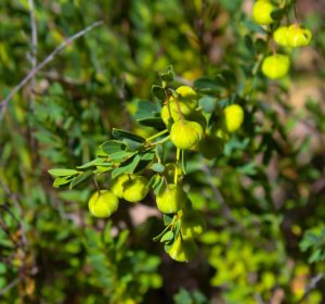 BORONIA CLAVATA BREMER BORONIA AUSTRALIAN NATIVE SHRUB WITH BELL SHAPED YELLOW FLOWERS