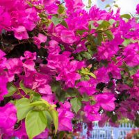 bougainvillea pink climber along blue fence post mediterannean