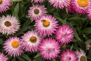 A bee sits on the center of a bright, rose-tinted Bracteantha 'Bright Rose' Native Paper Daisy 6" Pot (Copy) amid a cluster of similar paper daisies with green foliage in the background.