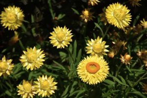 Yellow and orange Bracteantha flowers in bloom with green foliage background, showcased in a Bracteantha 'Daisy Fields Gold' Native Paper Daisy 6" Pot (Copy), reminiscent of the Native Paper Daisy.