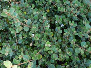 CORREA ALBA PROSTRATE CREEPING CORREA WHITE FLOWERING AUSTRALIAN NATIVE GROUNDCOVER