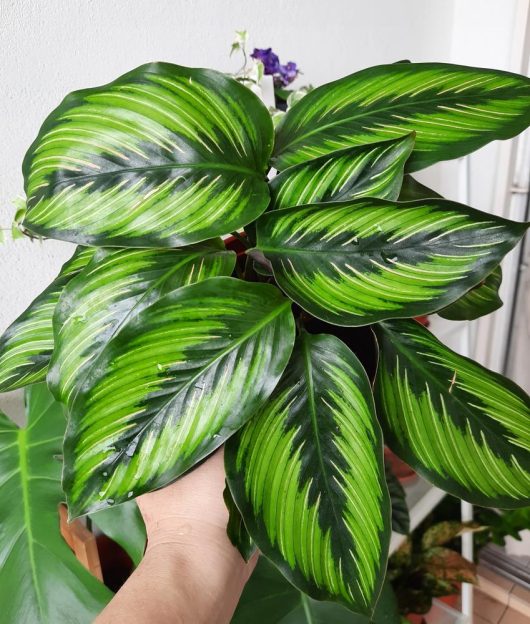 A hand holds a potted plant with large, green striped leaves.