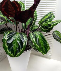 A potted Calathea plant with large, variegated green and purple leaves sits indoors near a window with blinds.