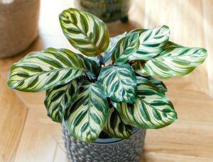 A potted Calathea plant with green and light yellow striped leaves sits on a sunlit wooden floor.