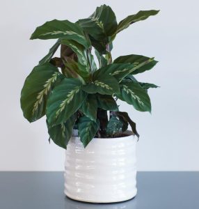 A green leafy houseplant in a textured white pot placed on a grey surface.