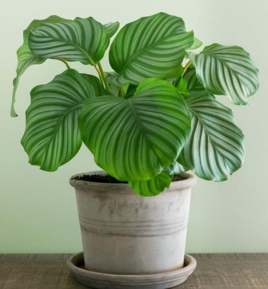 Potted plant with large, green, variegated leaves sits on a brown surface against a light green wall.