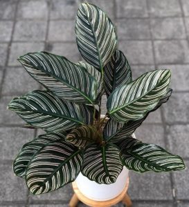 A potted plant with dark green leaves featuring prominent white stripes, placed on a light-colored stand on a tiled floor.