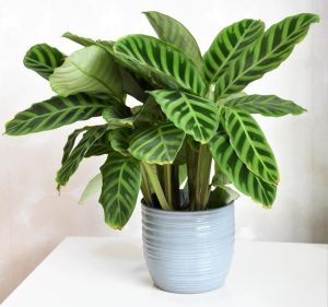 A potted plant with large, dark green leaves featuring lighter green stripes, placed on a white surface.