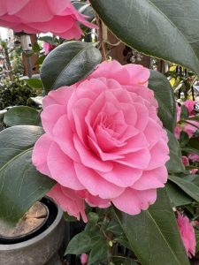 A close-up of a pink camellia flower in full bloom, surrounded by green leaves.