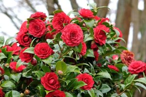 A bush with numerous blooming red camellia flowers and green leaves against a blurred background of tree trunks.