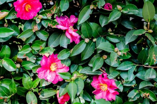 Camellia sasanqua 'Paradise® Sandra' 8" Pot