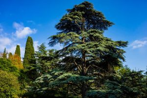 A vibrant image of a large Cedrus 'Lebanese Cedar' 16" Pot tree in the foreground with slender cypress trees in the background under a clear blue sky.