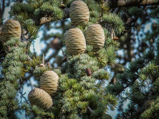 A close-up photo of light green Cedrus 'Lebanese Cedar' 16" Pot cones on the branches of a Lebanese Cedar tree, with a blurred background.