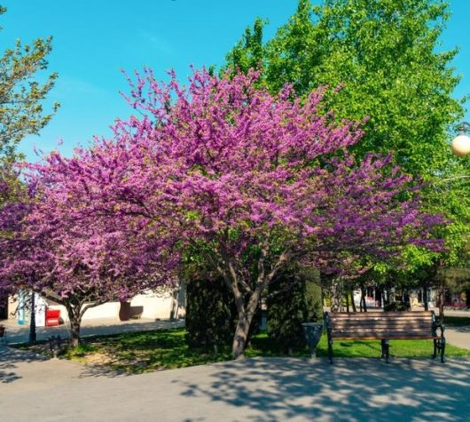 A park with blooming pink trees, a bench, and a path on a sunny day.