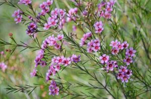 Close-up of Chamelaucium 'Local Hero PBR' Geraldton Wax 6" Pot (Copy) with slender green leaves on branches, set against a blurred natural background.