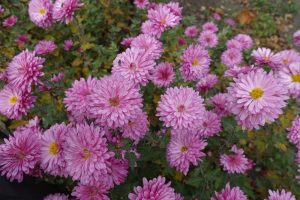 chrysanthemum double pink garden mums