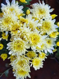 garden mum double yellow chrysanthemum flowers