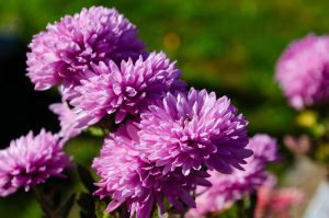 Chrysanthemum multiflora 'Double Purple fluffy cottage style daisy flowers