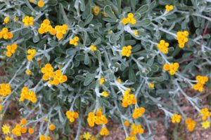 Close-up of a Chrysocephalum 'Silver Sunburst' 6" Pot with green leaves and clusters of small, bright yellow flowers. The flowers are spread out evenly across the plant, with some soil visible in the background.