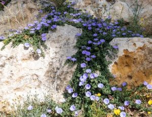 A rocky surface covered with green foliage and numerous small purple Convolvulus blooms, arranged beautifully in a Convolvulus 'Moroccan Moon' 6" Pot, resembling a scene right out of a Moroccan Moonlit night.