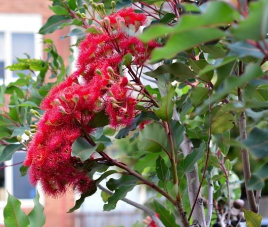 A tree branch with clusters of bright red, fluffy flowers and green leaves in front of a blurred building background.