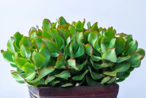 Close-up of a Crassula 'Max Cook' 6" Pot with thick, fleshy green leaves and reddish edges, potted in a dark brown 6" pot.