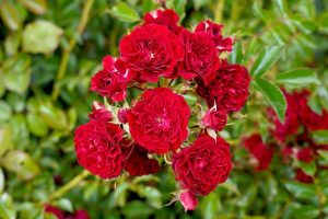 A cluster of vibrant red roses in full bloom, known as the Rose 'Veterans Honour®' Bush Form (Copy), surrounded by lush green leaves, exemplifies a stunning bush form.