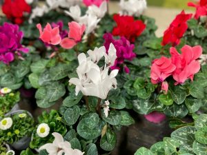 Assorted colorful Cyclamen 'Halios® Mix' 6" Pot plants, with vibrant pink, red, and white flowers and patterned green leaves, displayed for sale.
